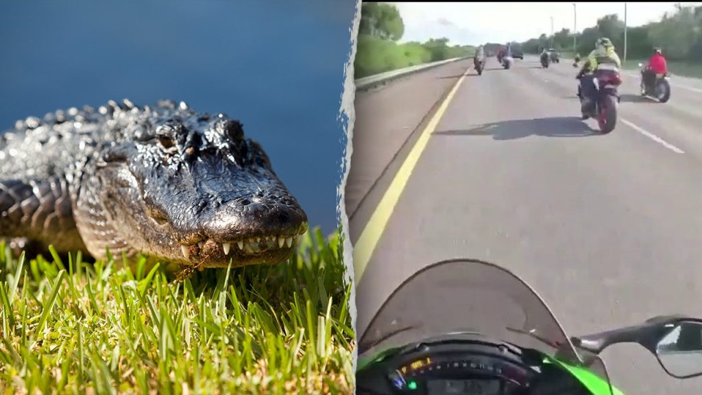 Motorcyclists Hospitalized After Collision with Alligator on Florida Highway