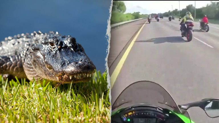 Motorcyclists Hospitalized After Collision with Alligator on Florida Highway