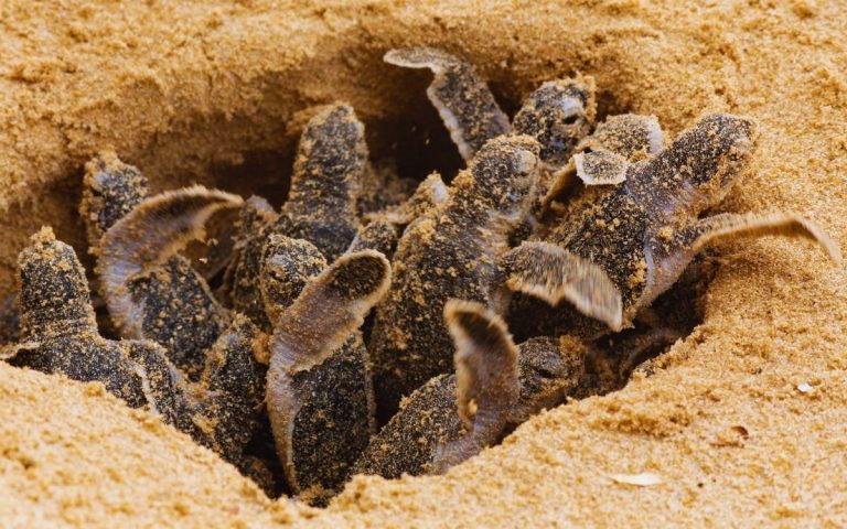 Over 1,500 Loggerhead Turtle Nests Discovered on Turkey's Mediterranean Coast