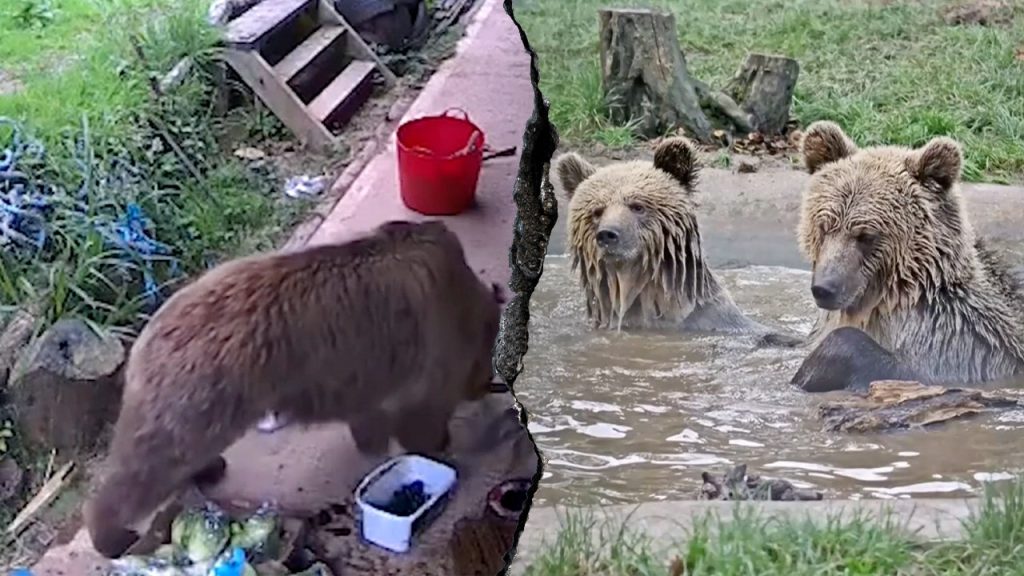 Young Bears Escape Wildlife Park, Roam for Food