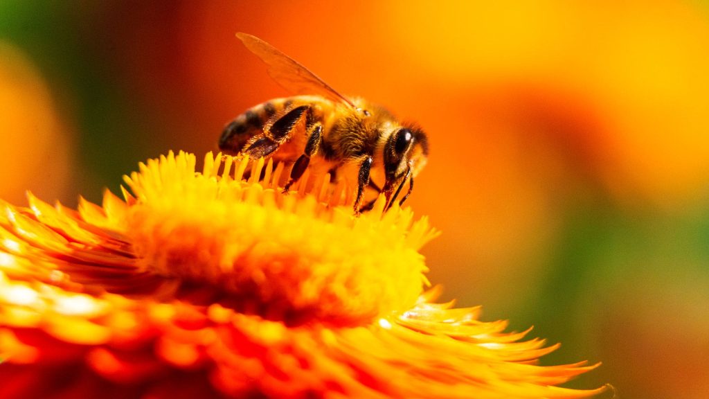 Experts Discuss Rare Case of Heart Attack Linked to Bee Ingestion