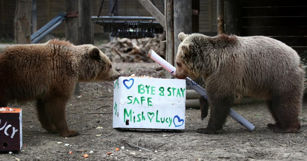 Bears Break Out of Wildlife Park, Consume Honey Supply Before Napping