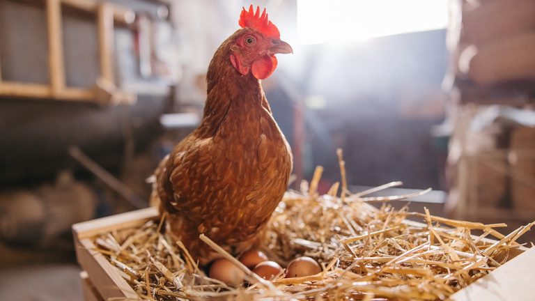 Backyard Chicken Raising Surges in Popularity Amid Care Challenges