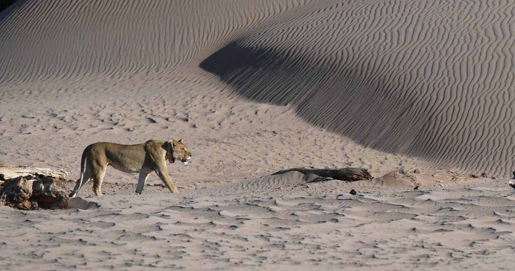 Businessman Killed by Lion at Namibian Luxury Safari Lodge After Leaving Tent for Bathroom