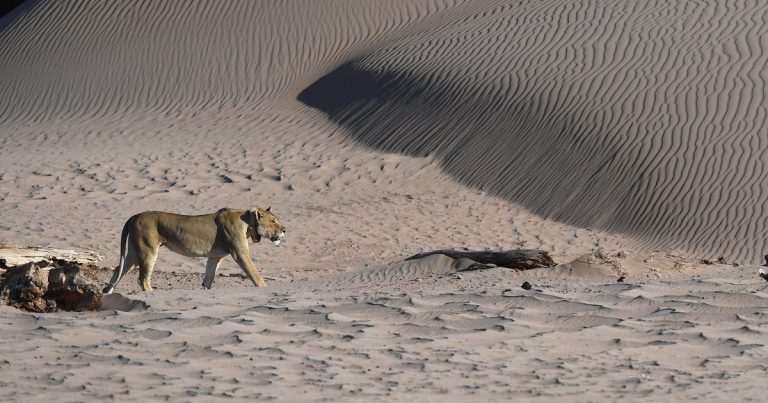 Businessman Killed by Lion at Namibian Luxury Safari Lodge After Leaving Tent for Bathroom