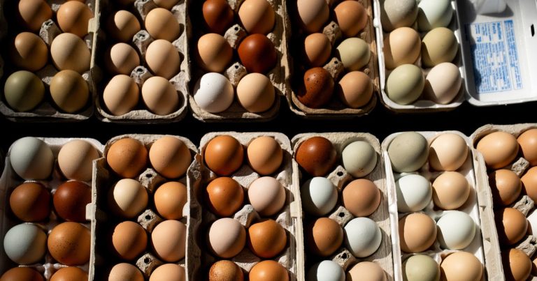 Egg Prices Hit Five-Month Low in May: Key Factors Explained