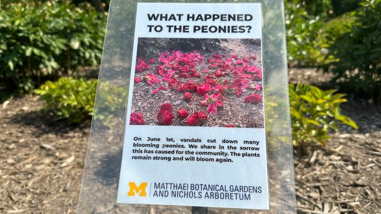 Vandalism Strikes Historic Peony Garden at University of Michigan Amidst Anti-Israel Protests