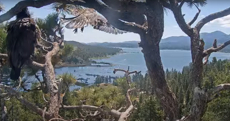 Eaglet Takes First Flight from Nest in California's Big Bear