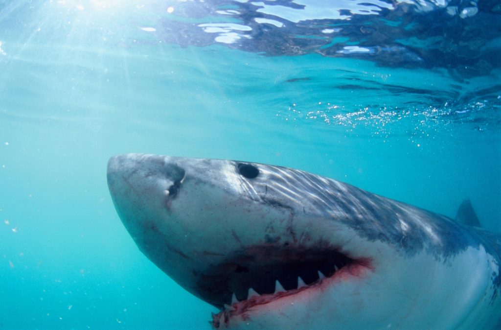 50 Years of 'Jaws': Shark Attacks Revive Fears Amid Summer Safety Tips