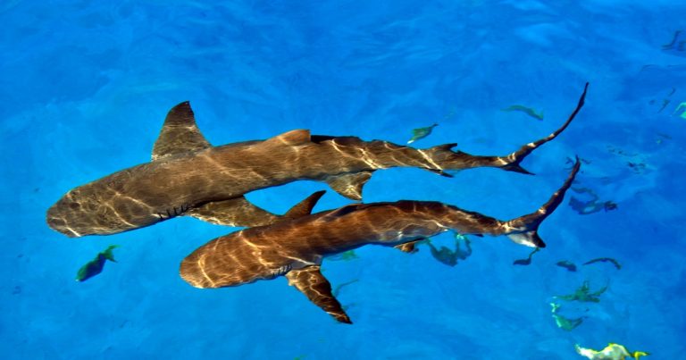 Trump Pardons Divers Charged with Theft for Freeing Sharks Off Florida