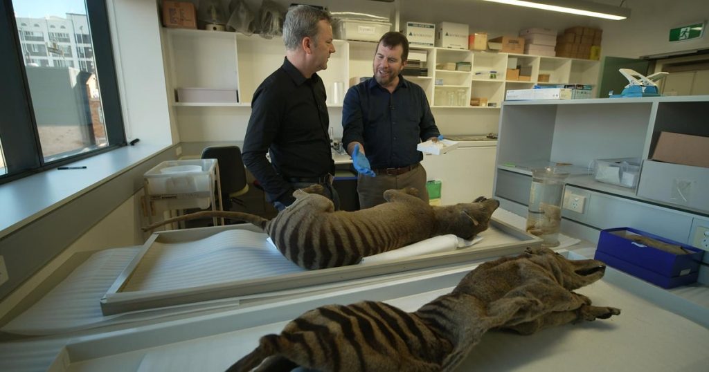 Thousands of Tasmanian Tiger Sightings Reported in Australia Amid Extinction Search