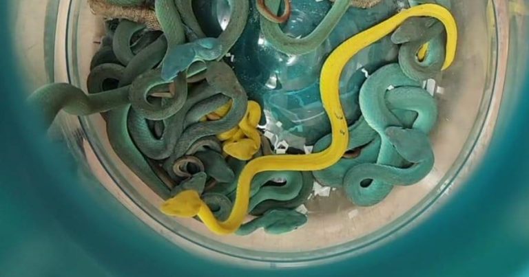 Smuggler Arrested with Venomous Vipers Hidden in Checked Baggage at Airport