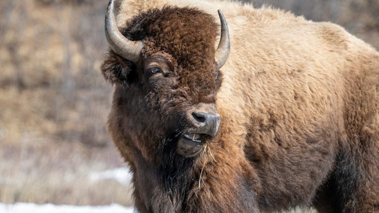 Tourist Injured by Bison in Yellowstone After Close Encounter