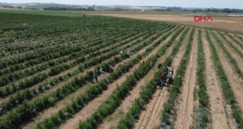 Blueberry Harvest Season Begins with Frost-Related Yield Losses