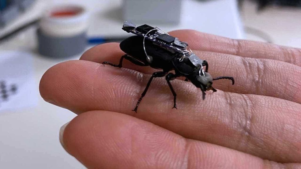 Cyborg Beetles Equipped with Backpacks Could Assist in Search and Rescue Operations