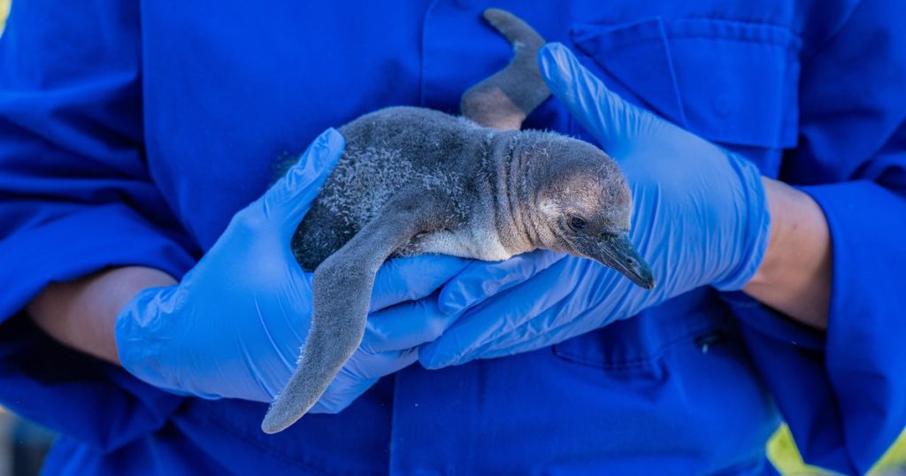 Same-Sex Penguin Couple Successfully Raises Rare Chick at U.K. Zoo