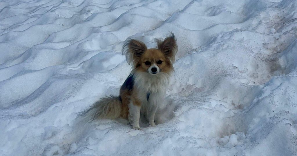 Chihuahua Rescues Hiker from Swiss Glacier Crevasse