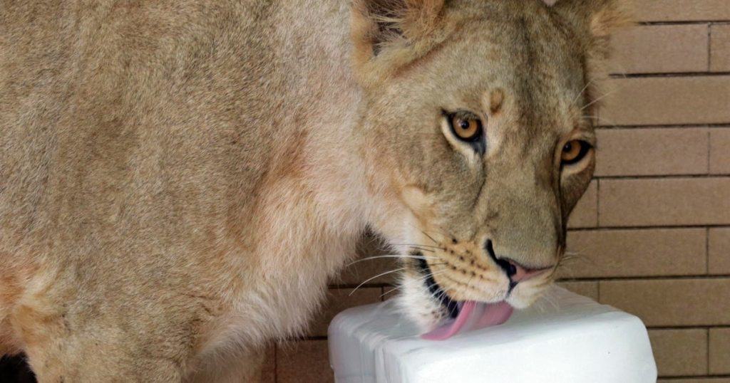 Lion Escapes and Attacks Woman and Two Children on Busy Pakistan Street