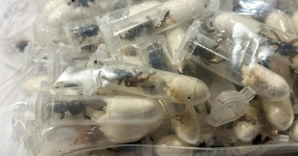 1,500 Tarantulas Discovered in Sponge Cake Boxes at German Airport