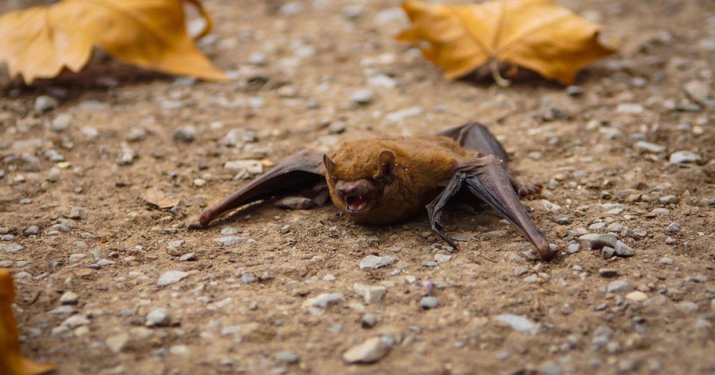 Man Dies from Rare Infection After Bat Bite in Australia