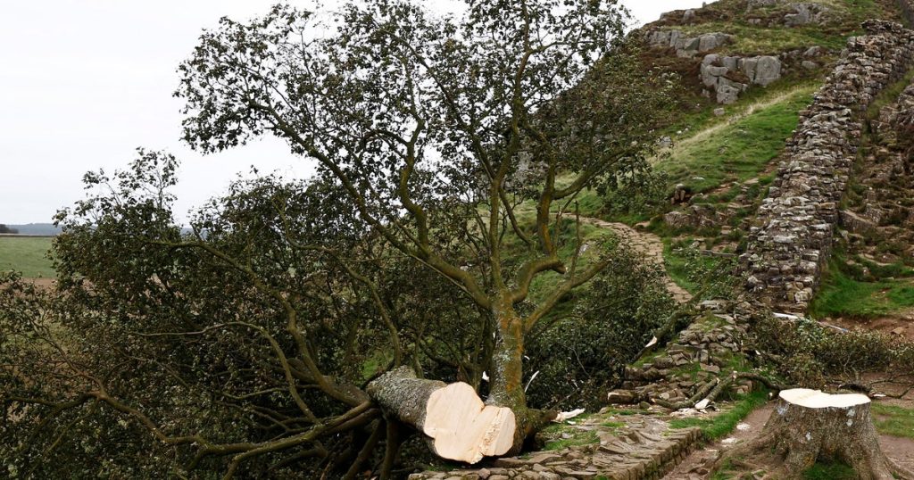 Men Sentenced to Over Four Years for Cutting Down Iconic U.K. Sycamore Gap Tree