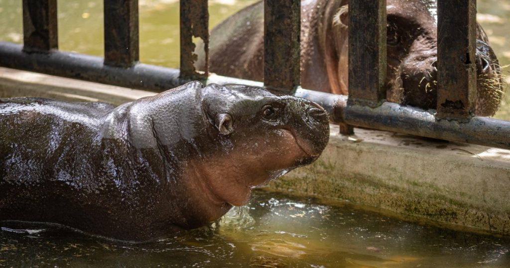 Baby Hippo Moo Deng Celebrates First Birthday at Thai Zoo