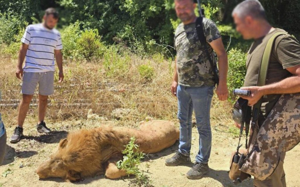 Escaped Lion Fatally Shot by Poachers in Southern Turkey Escaped Lion Fatally Shot by Poachers in Southern Turkey