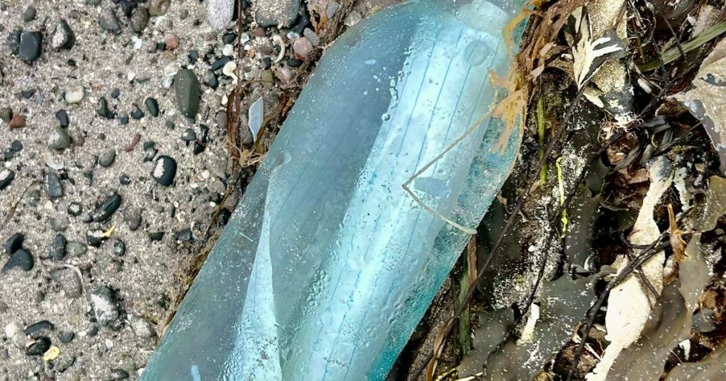 Couple's 13-Year-Old Message in a Bottle Discovered 2,000 Miles Away