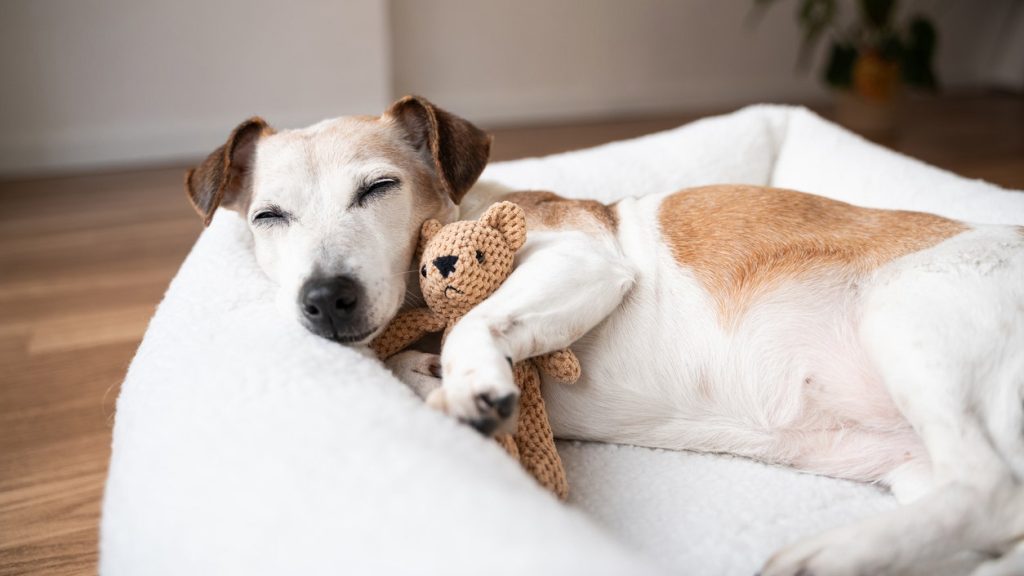 Exclusive Deals on Pet Products for Prime Day