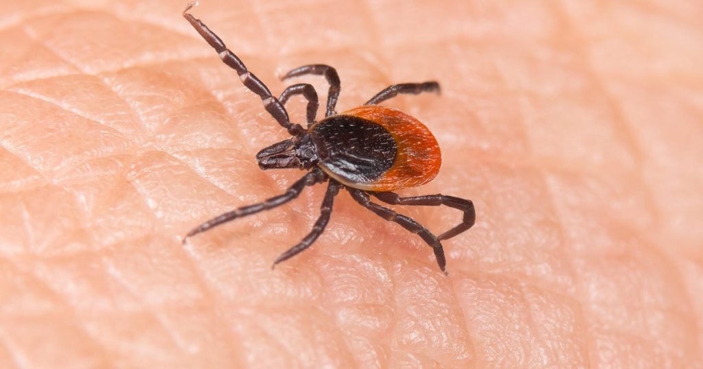 Increase in Tick Bites Leads to Rising ER Visits This Summer, Experts Warn