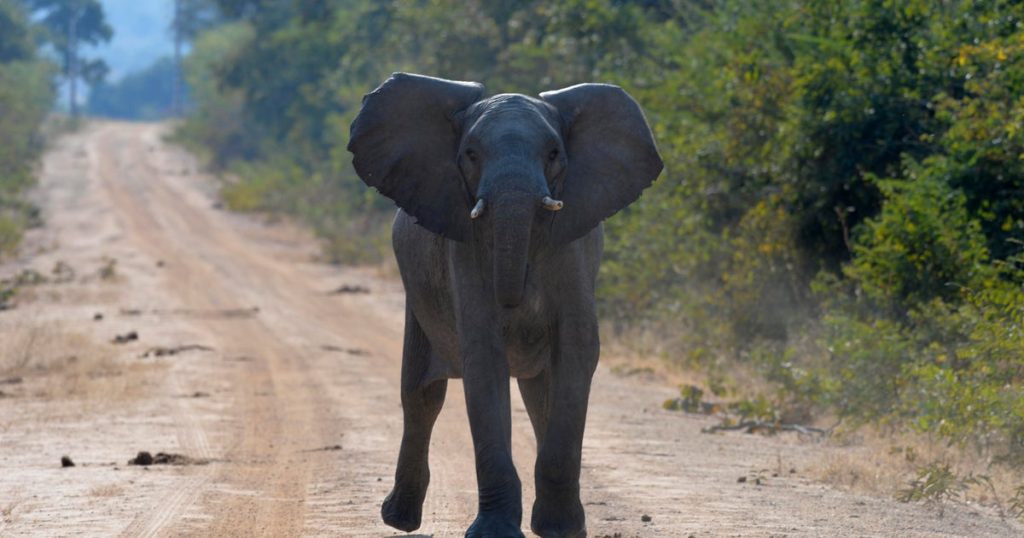 Elephant Kills Two Tourists in Zambian National Park