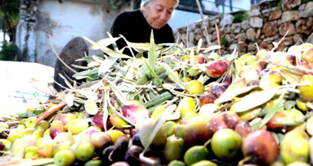 Muğla's Rooms and Stock Exchanges Support Olive Law