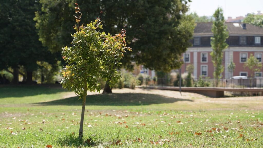 Greening Cities: Will Urban Streets Determine the Fate of the Green Deal?