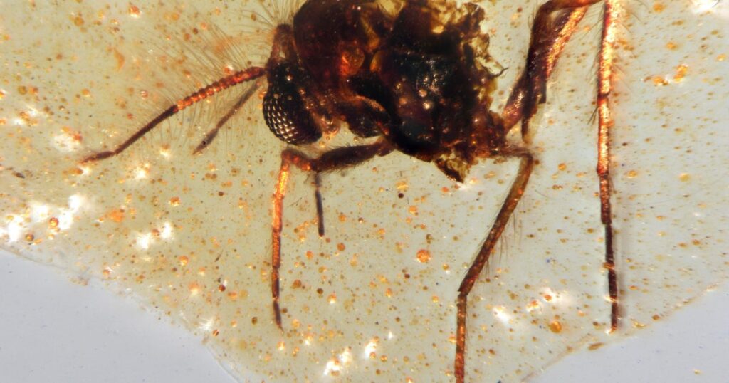 Prehistoric Amber Insects Provide Insight into Ancient Life on Earth