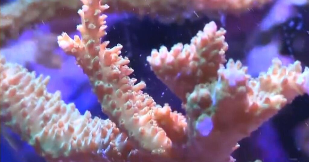 Seized Coral from Indonesia Rescued and Relocated to New York Aquarium