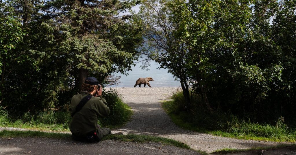2025 Fat Bear Week Voting Begins for Alaska National Park Contenders