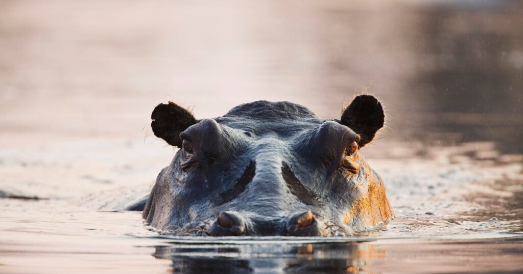Hippo Capsizes Boat in Ivory Coast, Leaving 11 Missing, Including Children and an Infant