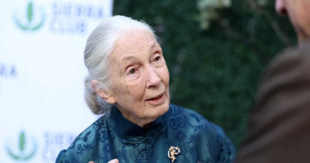 Jane Goodall, Renowned Chimpanzee Expert, Passes Away at 91