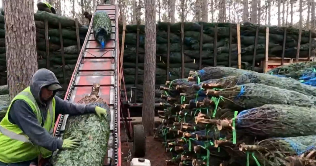 Tariffs Could Boost Appeal of Real Christmas Trees This Holiday Season