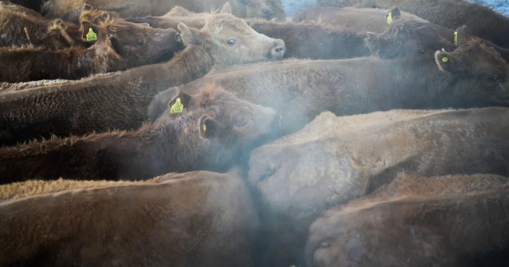 Trump Demands Investigation of Foreign Meatpackers Amid Rising U.S. Beef Prices