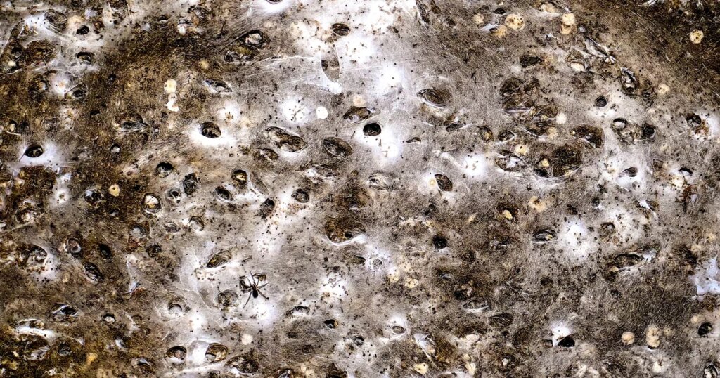 World's Largest Spider's Web Shows Species Coexisting Instead of Competing