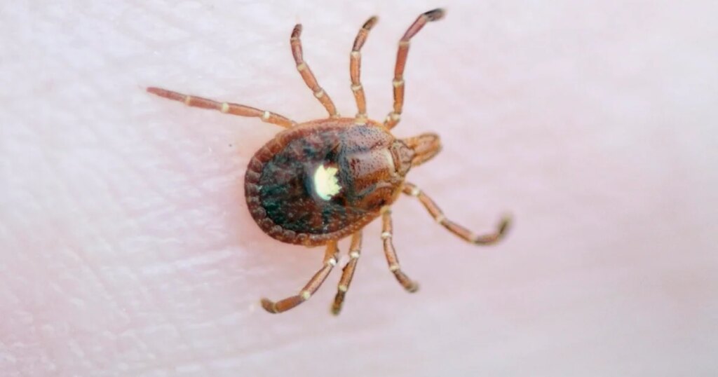 First Death from Tick-Borne Alpha-Gal Syndrome Reported in New Jersey First Death from Tick-Borne Alpha-Gal Syndrome Reported in New Jersey