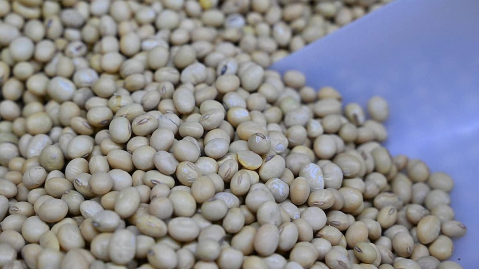 US-China Soybean Trade Highlights Food Security Goals; Goldman Sachs Involved US-China Soybean Trade Highlights Food Security Goals; Goldman Sachs Involved