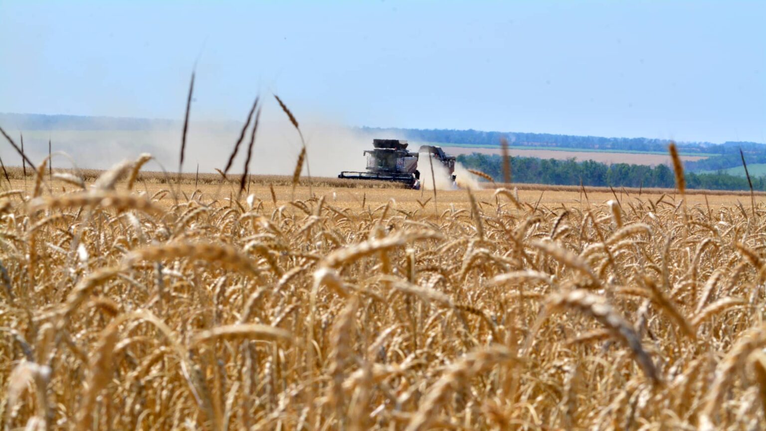 Corn and Wheat Prices Surge to Three-Year Highs