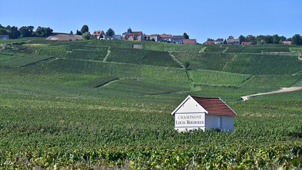 Extreme Heat Leads to Record-Setting Early Champagne Harvest