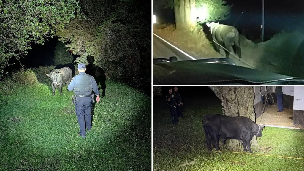 Officials Capture Loose Bull on Highway 35 in San Mateo County Officials Capture Loose Bull on Highway 35 in San Mateo County