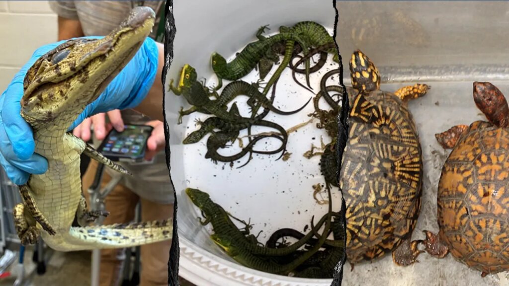 69 Live Reptiles Seized in Wildlife Smuggling Operation at Mexico Border 69 Live Reptiles Seized in Wildlife Smuggling Operation at Mexico Border