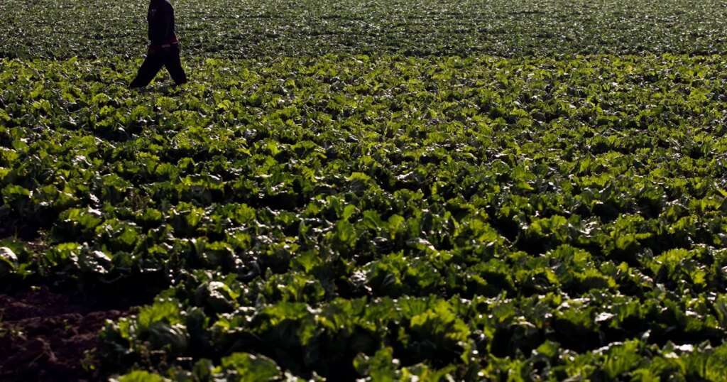 Uninspected Farm Tied to Cyclospora Outbreak for Seven Years Amid FDA Delays on Foreign Inspections