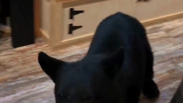 Bear Enters Gatlinburg Tea Shop During Couple’s Anniversary Trip Bear Enters Gatlinburg Tea Shop During Couple's Anniversary Trip