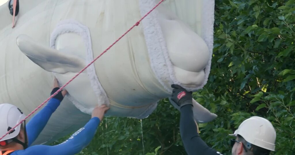 Seven Beluga Whales Relocated to Texas in Ongoing International Effort Seven Beluga Whales Relocated to Texas in Ongoing International Effort